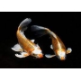 carpa nishikigoi veu med