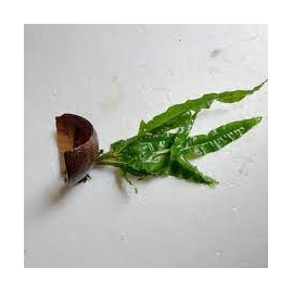 Planta N Microsorum Coco