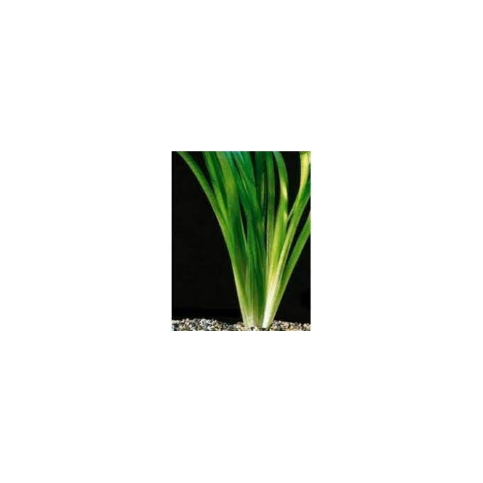 planta n vallisneria no vaso