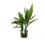 PLANTA N HYGROPHYLA SALICIFOLIA TK