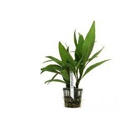 PLANTA N HYGROPHYLA SALICIFOLIA TK