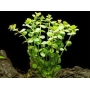 Planta N Rotala Rotundifolia Tk