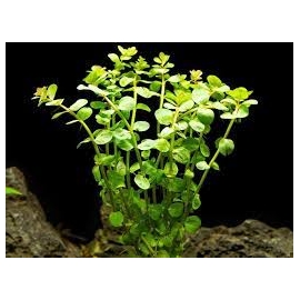 Planta N Rotala Rotundifolia Tk