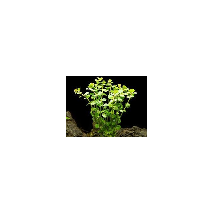 Planta N Rotala Rotundifolia Tk