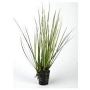 Planta N Acorus Gramineus Tk