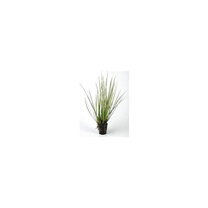 Planta N Acorus Gramineus Tk