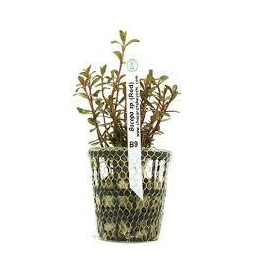 Planta N Bacopa Sp Red Tk