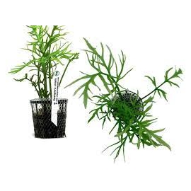 Planta N Ceratopteris Cornuta Tk