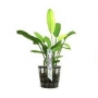 Planta N Echinodorus Tricolor Tk