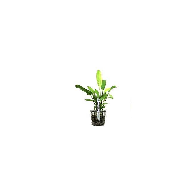 Planta N Echinodorus Tricolor Tk
