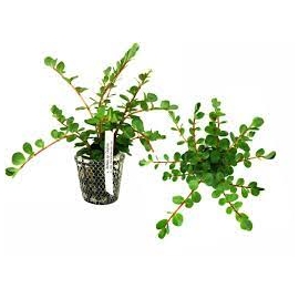 Planta N Rotala Sp Ceylon Tk