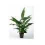 Planta N Spatiphilum Wallisii Tk
