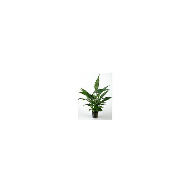 Planta N Spatiphilum Wallisii Tk