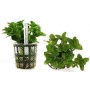 PLANTA N BACOPA CAROLINIANA TK