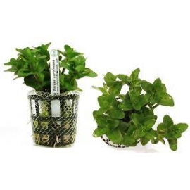 PLANTA N BACOPA CAROLINIANA TK