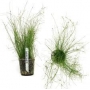 PLANTA N ELEOCHARIS VIVIPARA MINI TK