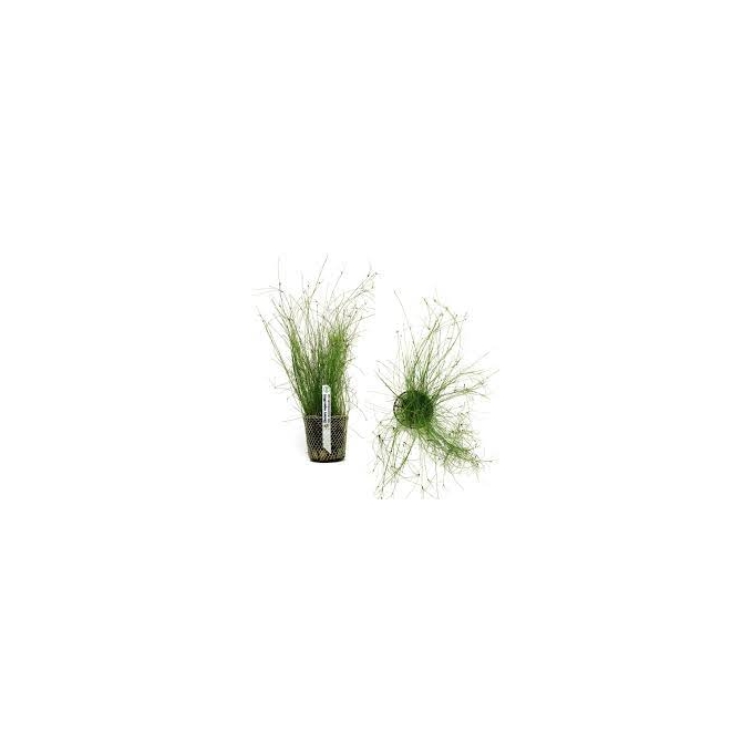 PLANTA N ELEOCHARIS VIVIPARA MINI TK