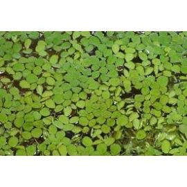 PLANTA N SALVINIA AURICULATA TK PORCAO