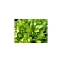 Planta N Alfacinha