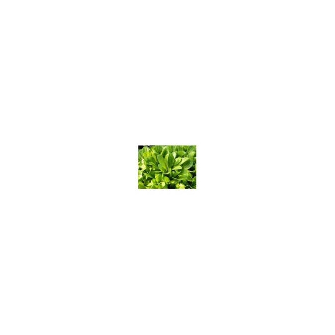 Planta N Alfacinha