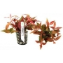 Planta N Alternanthera Reineckii Tk