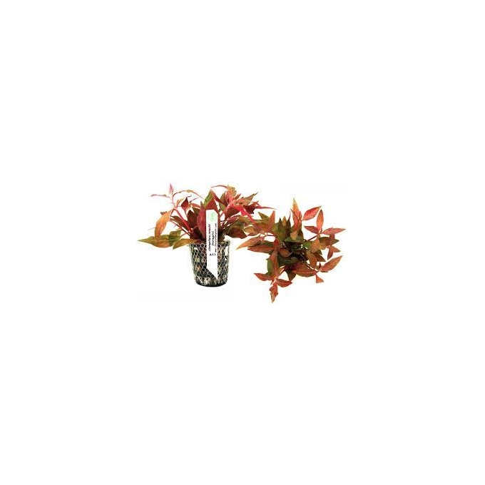 Planta N Alternanthera Reineckii Tk