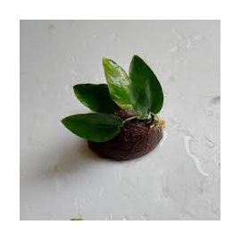 Planta N Anubia Nana Coco