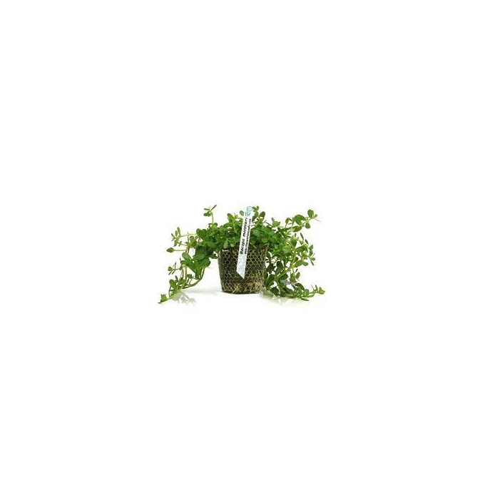 Planta N Bacopa Monnieri Tk