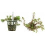 Planta N Bacopa Myriophyloide Tk