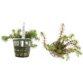 Planta N Bacopa Myriophyloide Tk