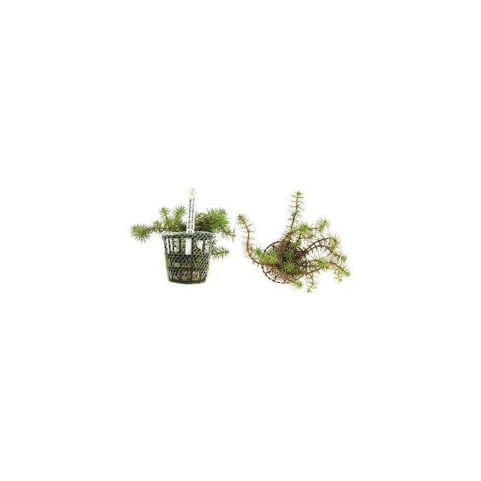 Planta N Bacopa Myriophyloide Tk