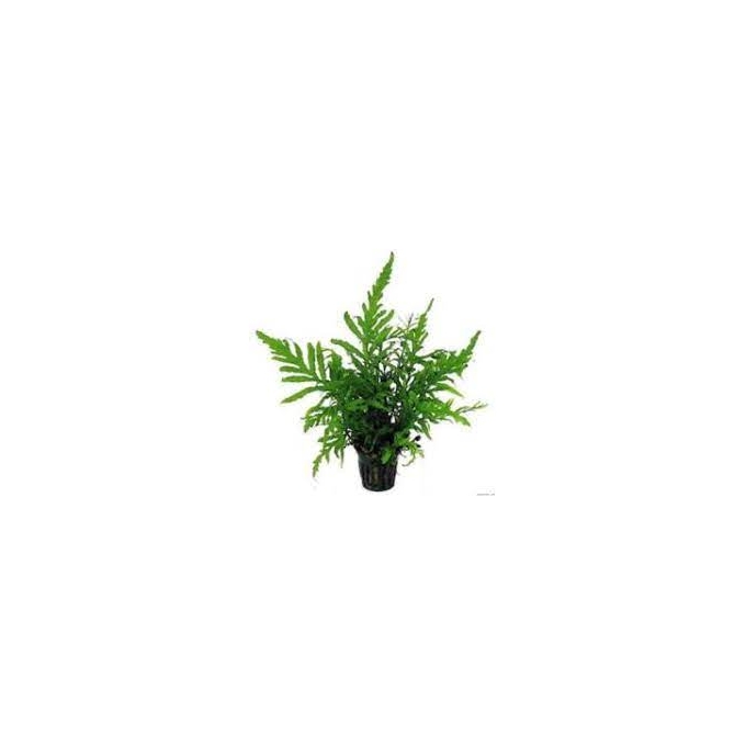 Planta N Bolbitis Heudelotii Tk