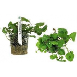 Planta N Cardamine Lyrata Tk