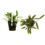 Planta N Cryptocorine Cordata Tk