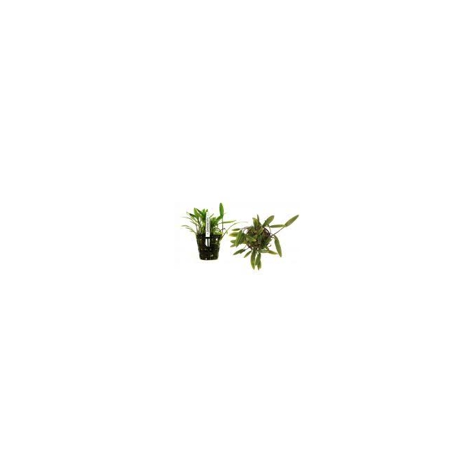 Planta N Cryptocorine Cordata Tk