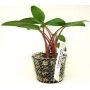 Planta N Cryptocorine Crispatula Bal Tk