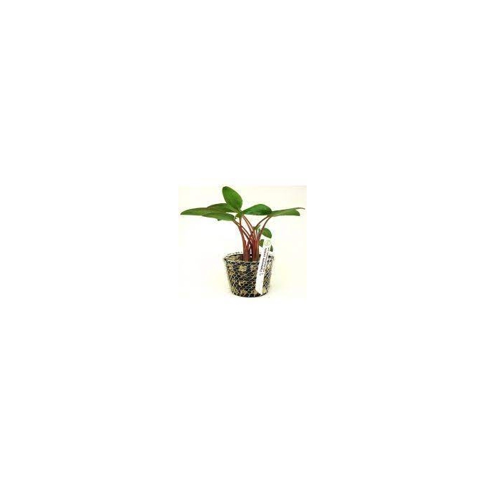Planta N Cryptocorine Crispatula Bal Tk