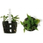 Planta N Cryptocorine Pontederifolia Tk