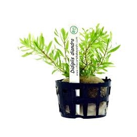 Planta N Didiplis Diandra Tk