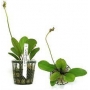 Planta N Echinodorus Kleinei Bar Tk