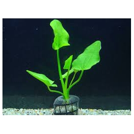 Planta N Echinodorus Macrophyllus Tk