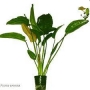 Planta N Echinodorus Oriental Tk