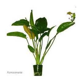 Planta N Echinodorus Oriental Tk