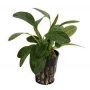 Planta N Echinodorus Ozelot Tk