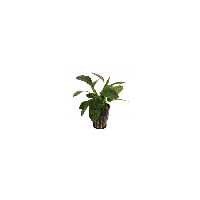 Planta N Echinodorus Ozelot Tk