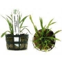 Planta N Echinodorus Tenellus Blood Tk