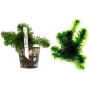 Planta N Egeria Densa Tk
