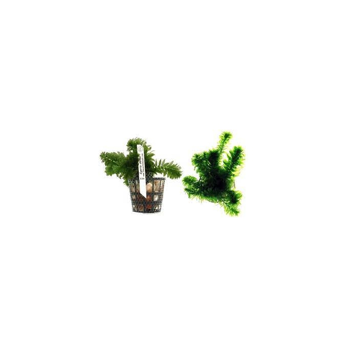 Planta N Egeria Densa Tk