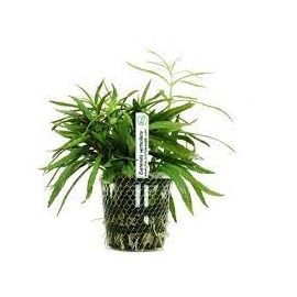 Planta N Eusteralis Verticillata Tk