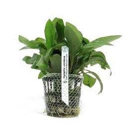 Planta N Hygrophyla Corymbosa Tk